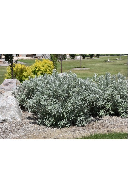 Верба шавлієлиста Айсберг Еллей опис